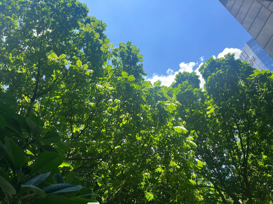 tree and blue sky