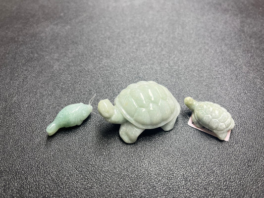 turtle and fish