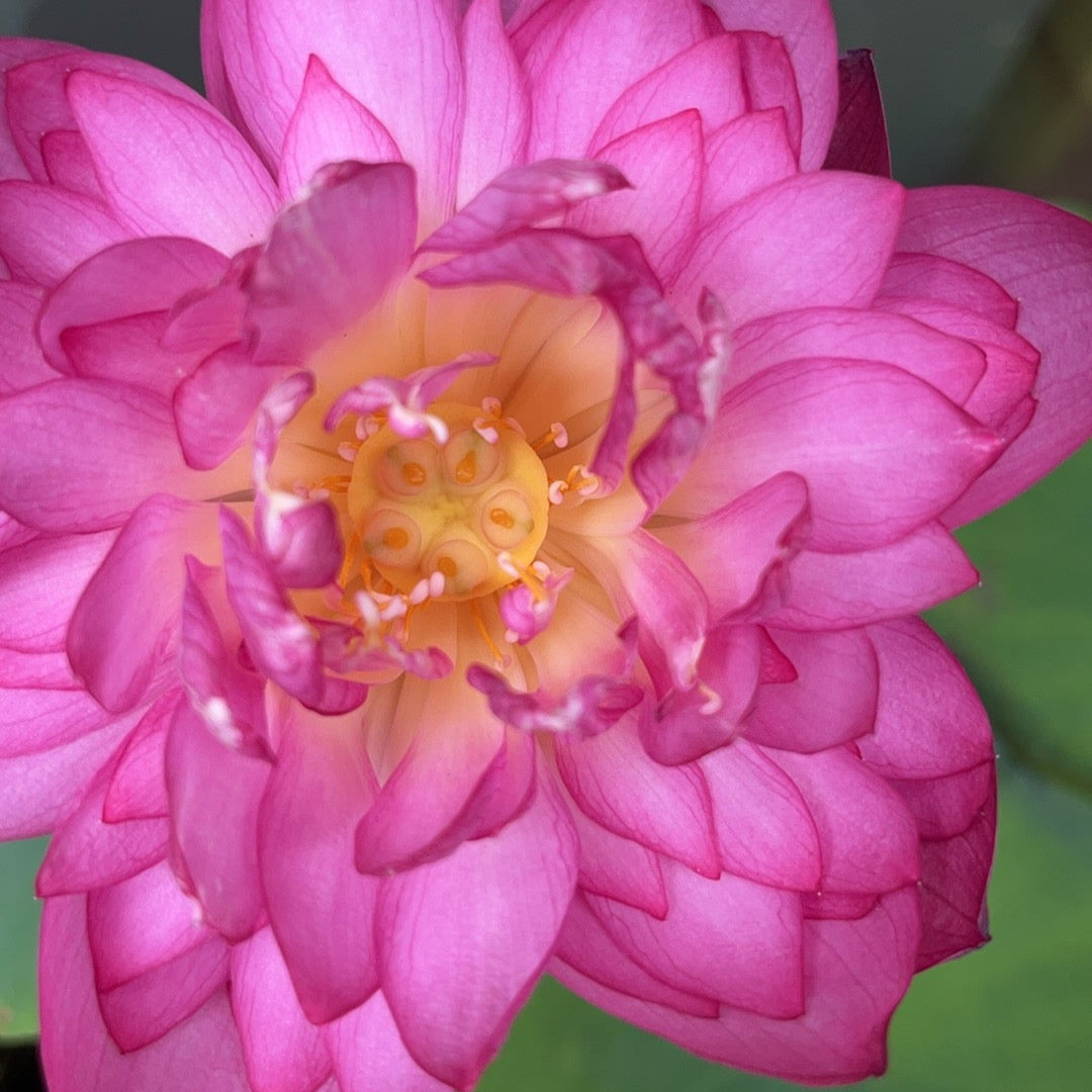 lotus with karma