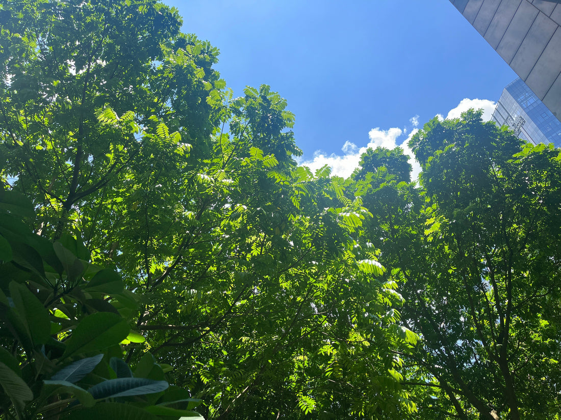 tree and blue sky